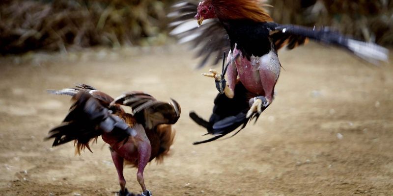 Đá gà C1 - Quy tụ các trận chiến nảy lửa của chiến kê