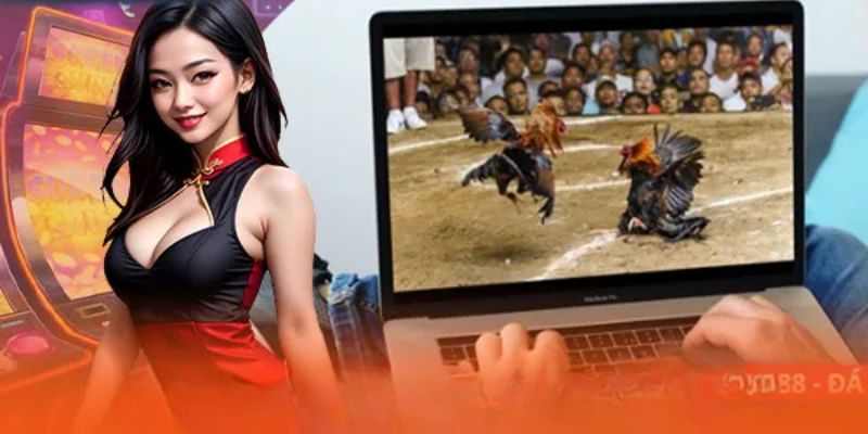 SV388 Đá Gà - Cơ Hội Trải Nghiệm Đẳng Cấp Đấu Trường ABC8 Tham gia SV388 đá gà có cơ hội thắng lớn, trải nghiệm tuyệt vời